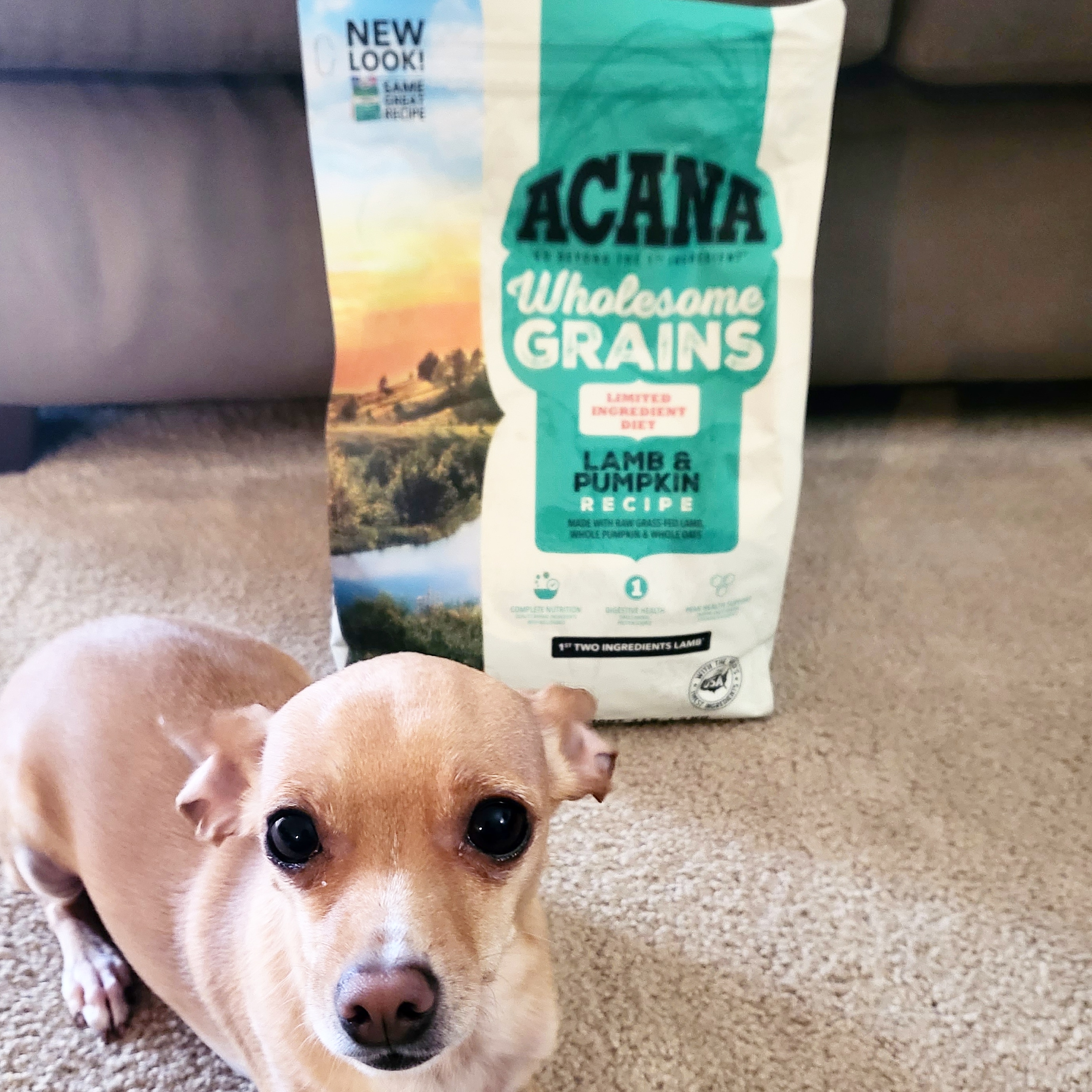Acana Wholesome Grains Acana Dog Food Sensitive Stomach Acana