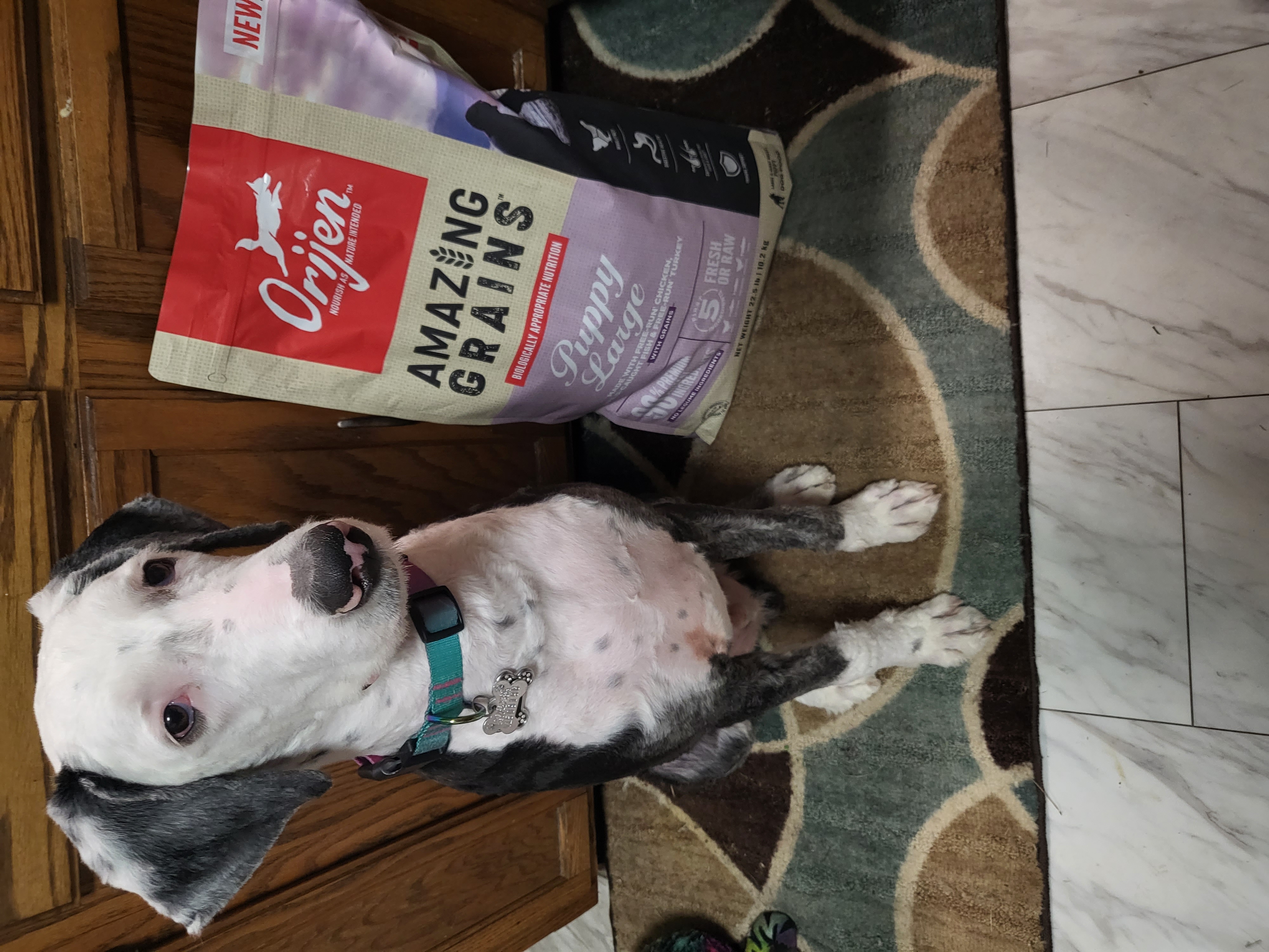 ORIJEN® Dry Dog Food High Protein Amazing Grains Puppy Large Breed